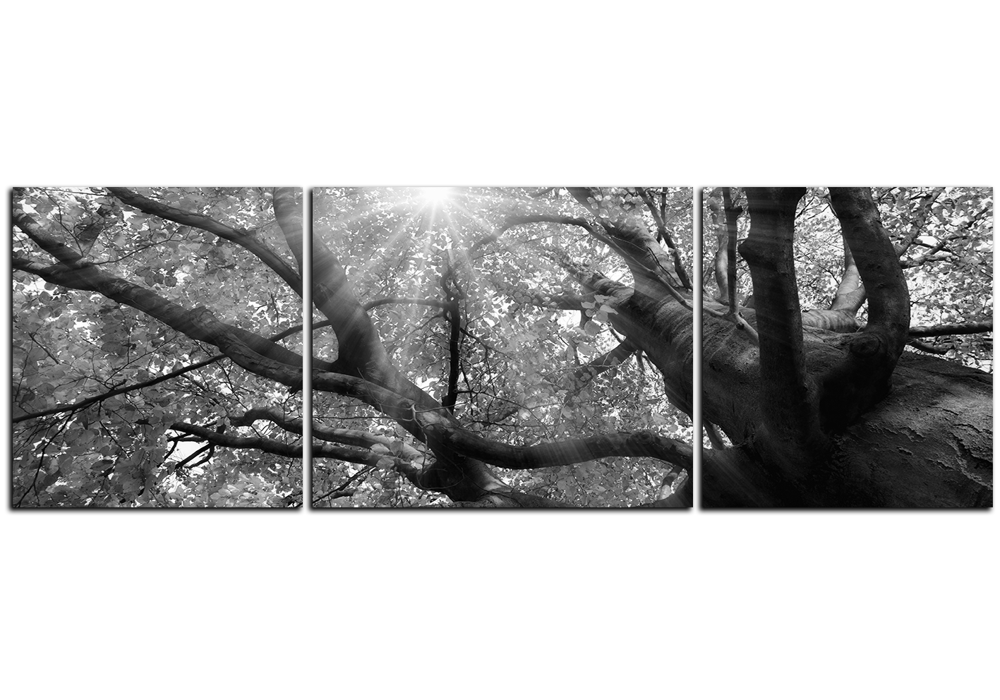Obraz na plátně - Slunce přes větve stromu - panoráma Obraz na plátně - Slunce přes větve stromu - panoráma